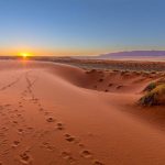 Découvrez la Faune Cachée du Désert du Kalahari