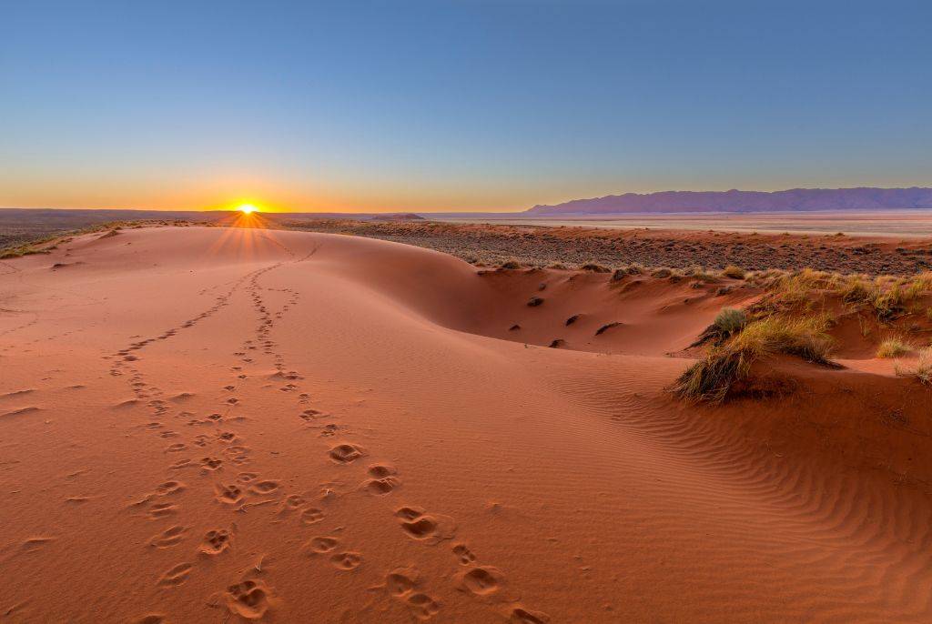 Découvrez la Faune Cachée du Désert du Kalahari